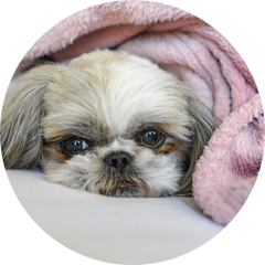 soins balnéothérapie canine, soins du poil chiens et chats, soins ozonothérapie canine